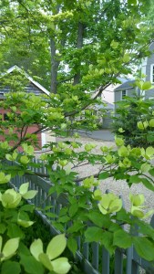 051217-feathery-dogwood-and-garage