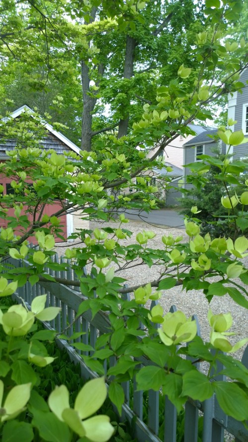 051217-feathery-dogwood-and-garage