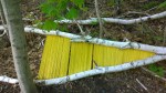 051617-fallen-birch-art