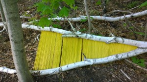 051617-fallen-birch-art