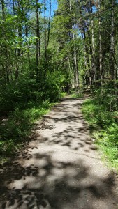 052917-woodland-shadows-stockholm