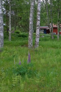 060217-birches-and-lupines