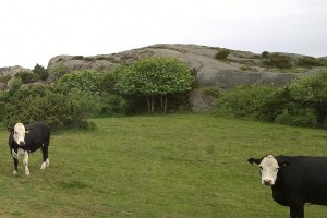 060217-cows-graze-Swedish-nature-preserve