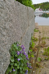 060217-flowers-beside-harbor-in-Sweden