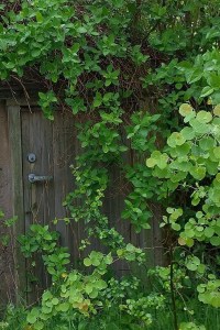 060217-hobbit-door-Sweden