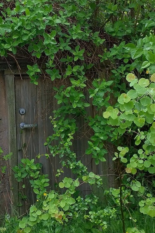 060217-hobbit-door-Sweden