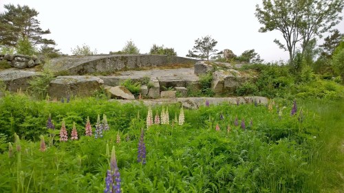 060217-lupines-Veddo-Sweden
