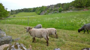060217-sheep-in-Sweden