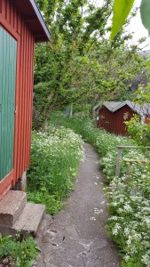 060417-Väderöarna-island-path