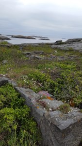 060417-Väderöarna-view-with-flowers