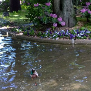 060517-Oslo-park-mallard-6tag