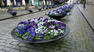 060617-purple-flowers-Oslo
