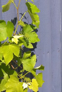 060717-there-will-be-grapes