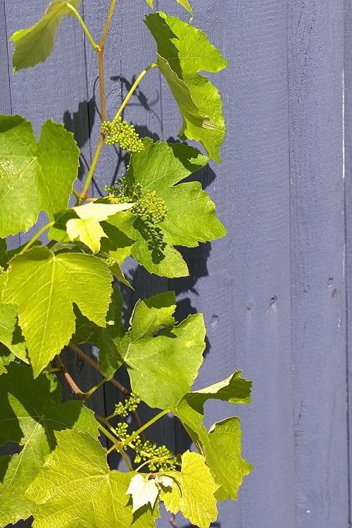 060717-there-will-be-grapes