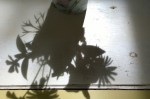 060817-flower-shadows