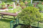 060917-bonsai-and-herb-garden