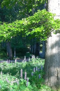 061117-lupines-ConcordMA