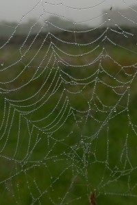061717-spider-web