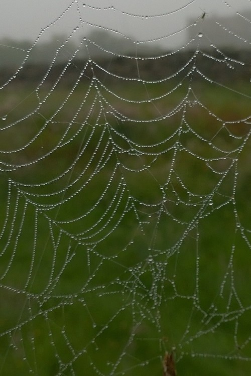 061717-spider-web