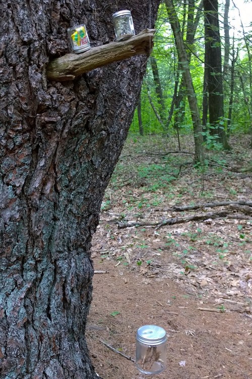 062917-Heather-Kapplow-Art-Ramble-ConcordMA