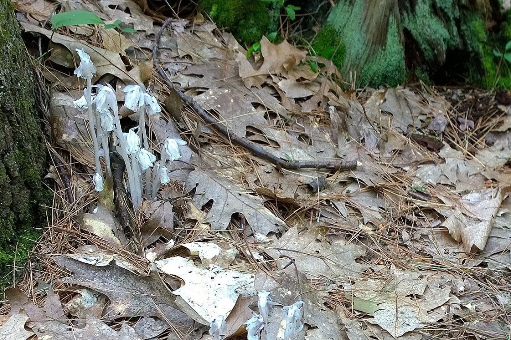 062917-Indian-Pipe-fungus-ConcordMA
