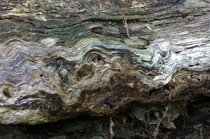 062917-wavy-wood-Wright-Town-Forest-ConcordMA