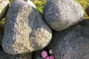 071317-Block-Island-roses-4