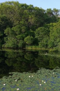 071317-Block-Island-water-lilies