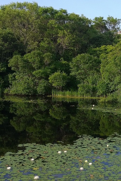 071317-Block-Island-water-lilies