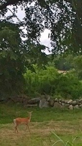 071417-lovely-but-oh-the-ticks