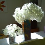 071917-OMG-hydrangea-6tag