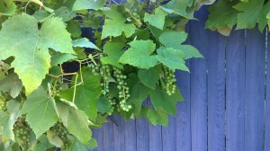 071917-there-will-be-grapes-2