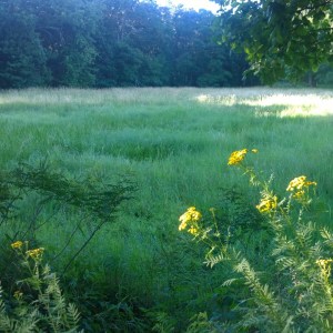 072517-golden-sunlight-6tag