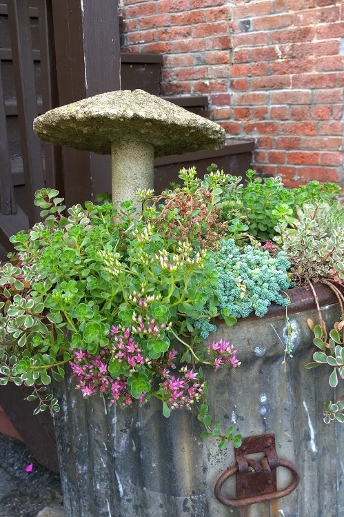 072617-garden-in-trash-can