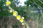 080217-mullein-block-island