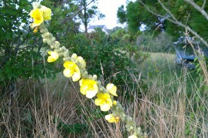 080217-mullein-block-island