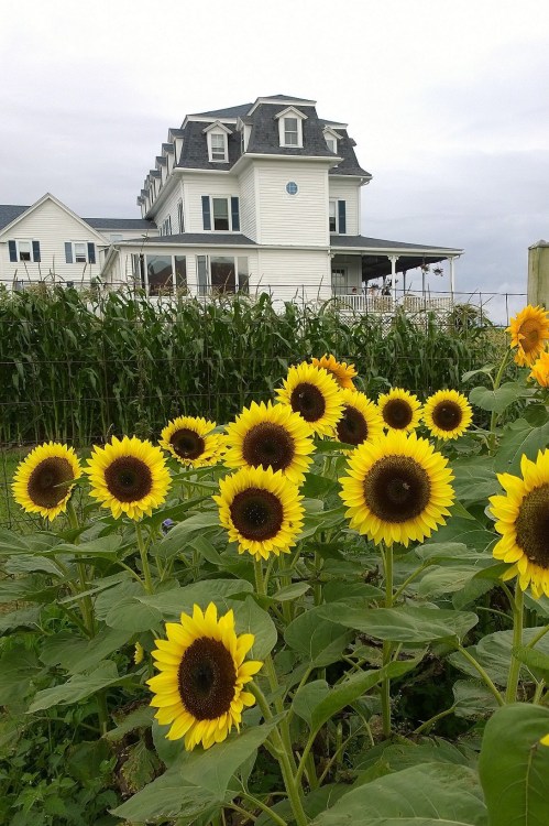 080517-never-enough-sunflowers-New-ShorehamRI