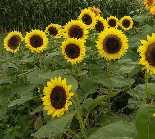 080517-never-enough-sunflowers