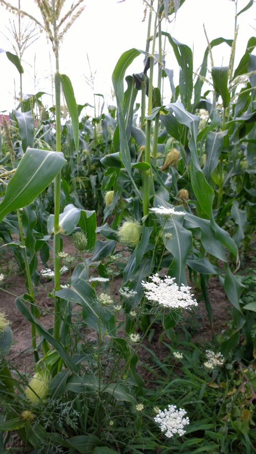 080517-QueenAnneLace-and-corn-tassels