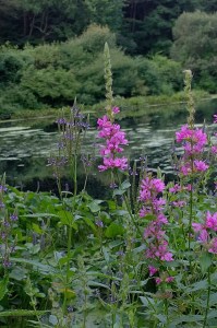 080717-wetlands-Blackstone-Park-RI