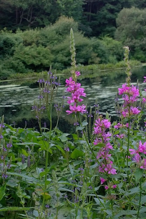 080717-wetlands-Blackstone-Park-RI
