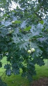 080817-acorns-Blackstone-Blvd-RI