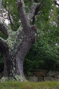 081217-lichen-on-tree-New-Shoreham