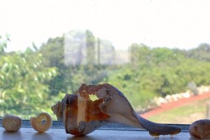 081317-see-through-whelk-shell