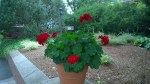 081517-red-geranium-rhode-island