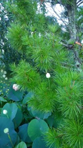 081917-lotus-blooms-and-showerheads