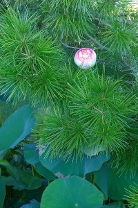 082017-lotus-opening