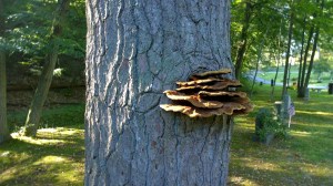 082417-graveyard-fungus