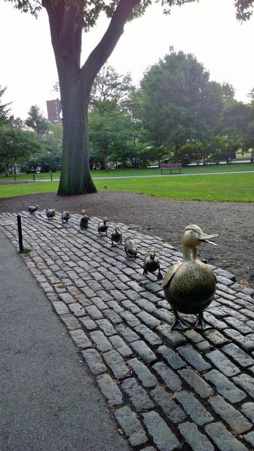 082517-Mrs-Mallard-Boston