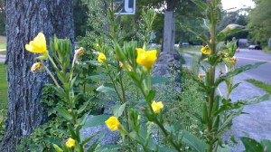 417-Narrowleaf-Evening-Primrose